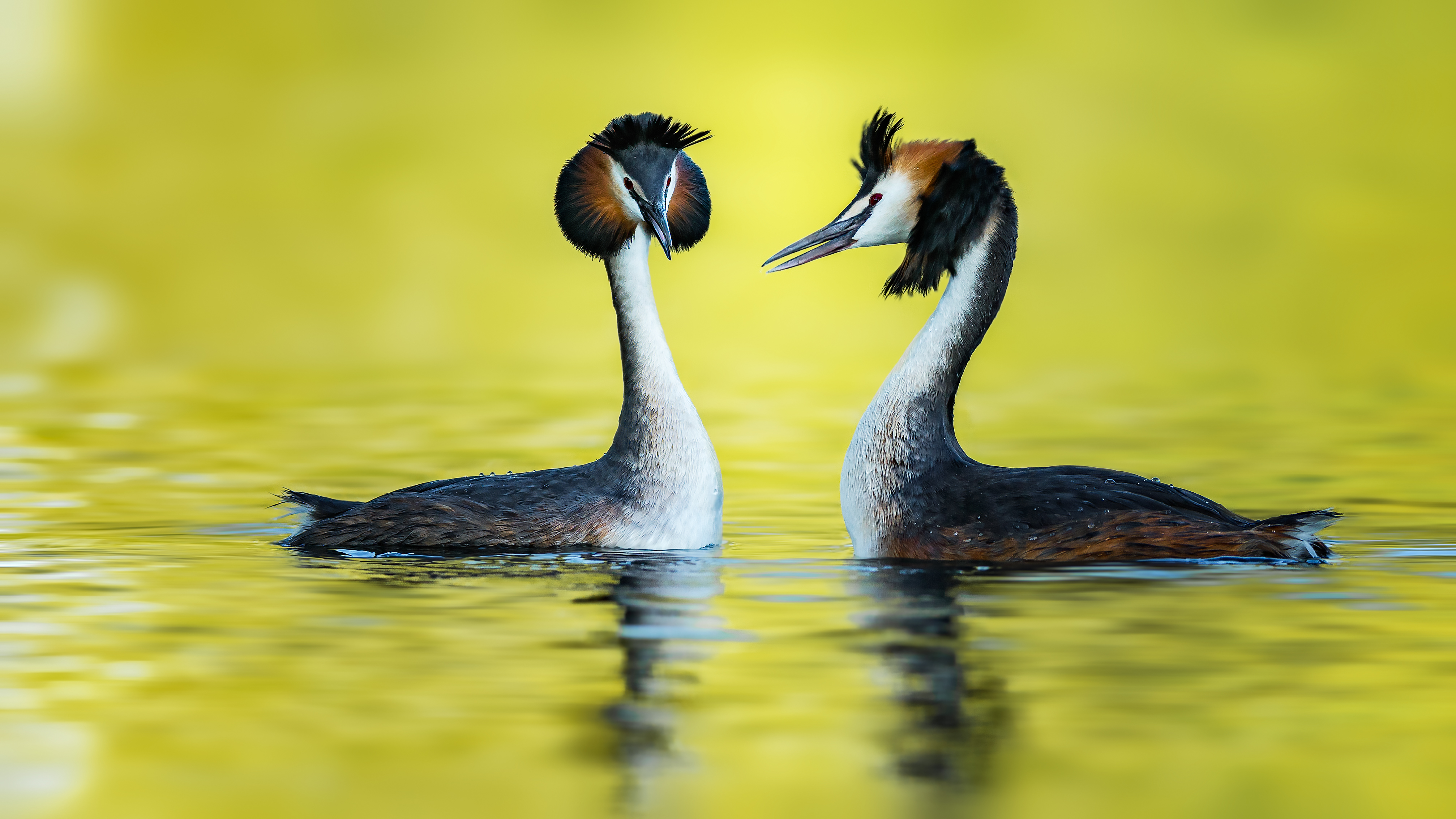 Grebe (29)